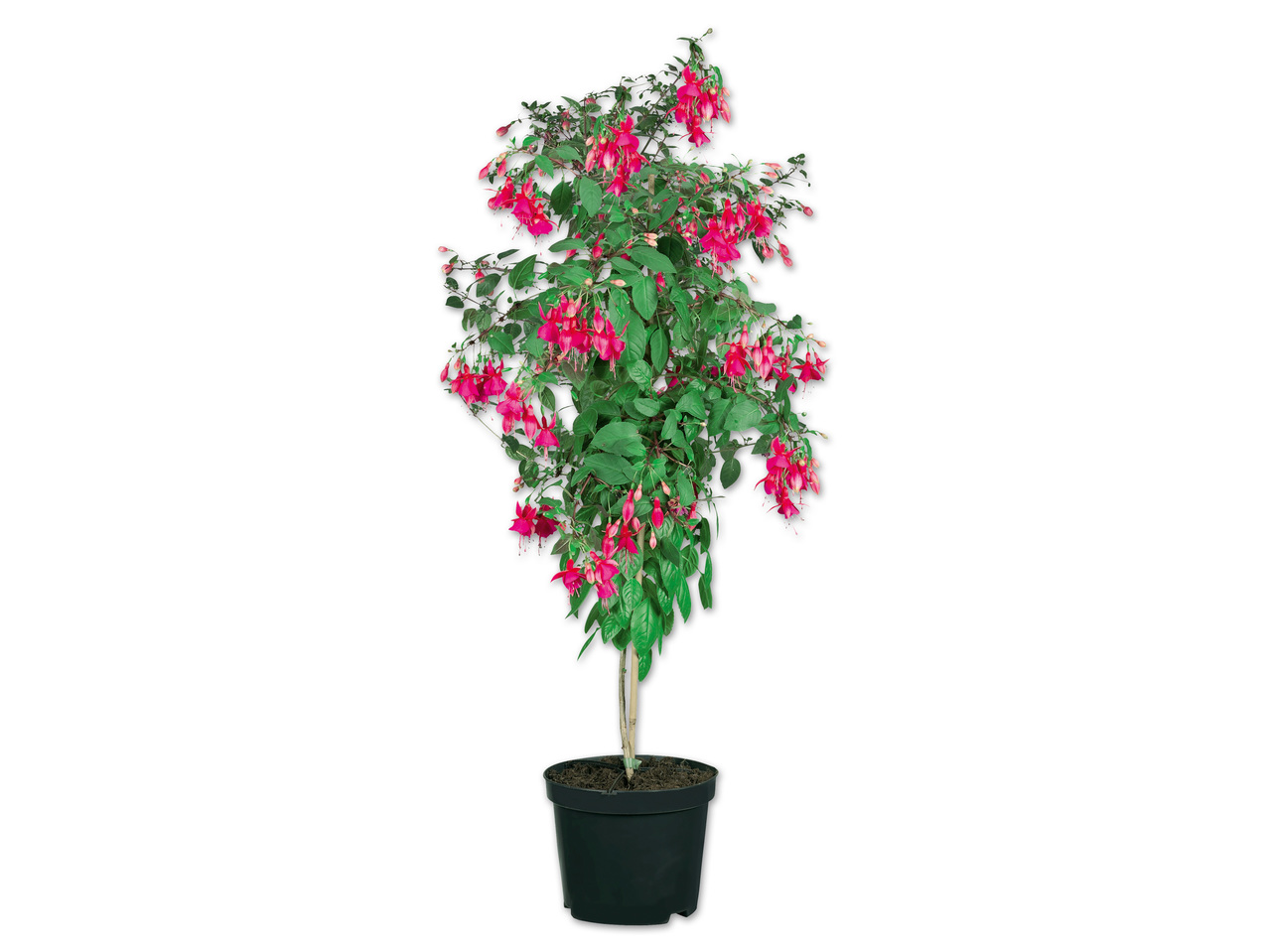 Fuchsienhochstamm