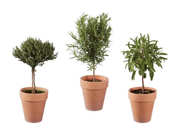 Grøn plante