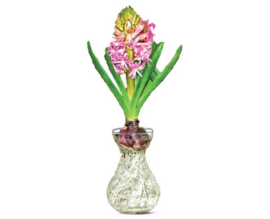 Hyacinth in Glass Vase