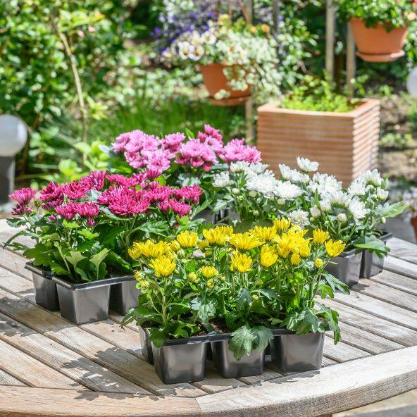 Chrysantemum
