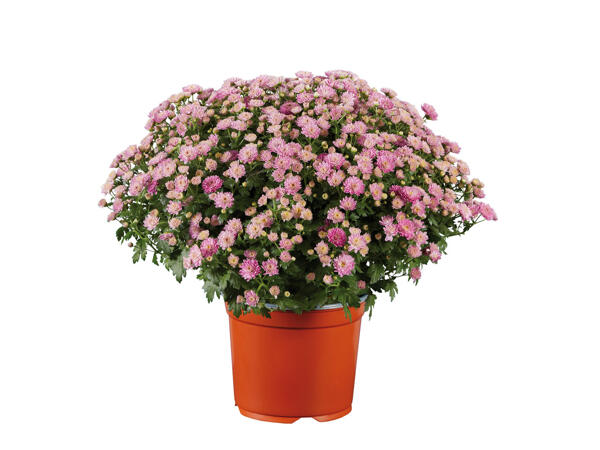 Chrysantheme
