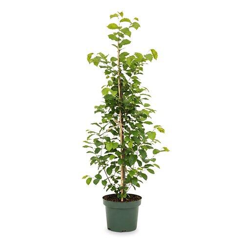 Hainbuche aus Österreich 100cm