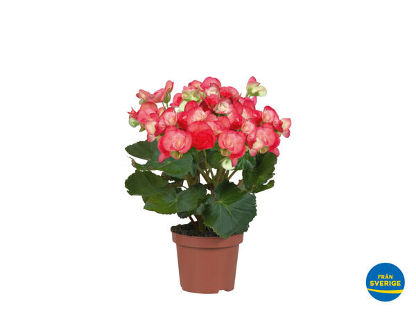 Begonia