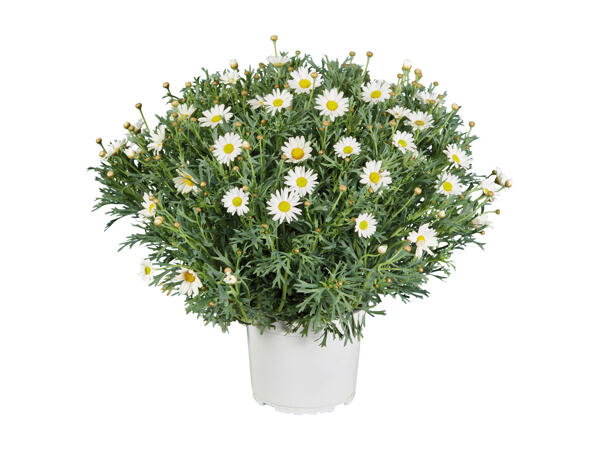 Daisy