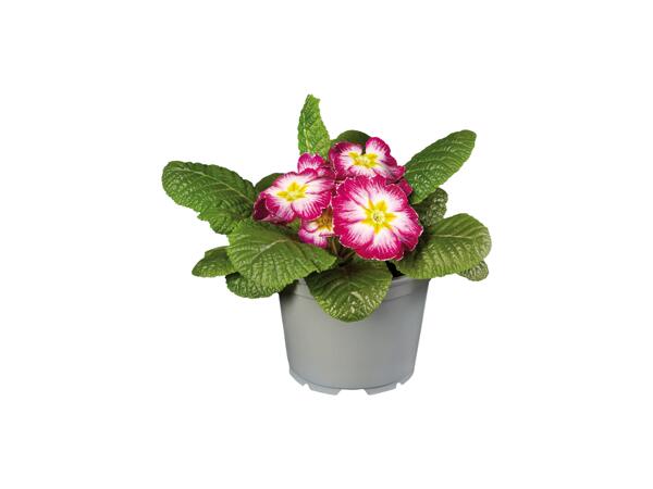 Primula XXL