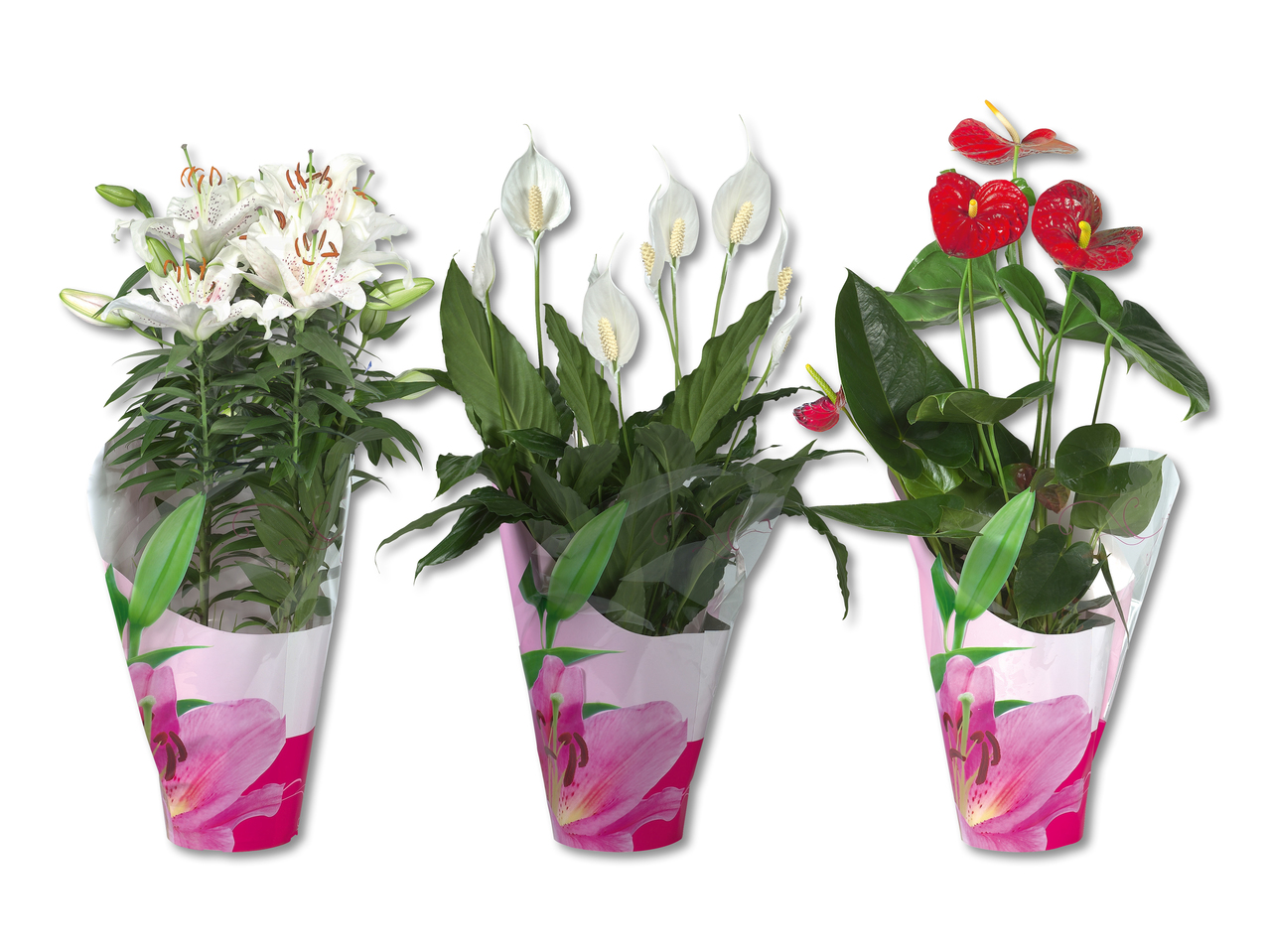 Plantes à fleurs dans un emballage cadeau