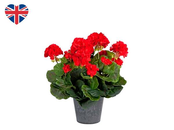 British Geranium 2L