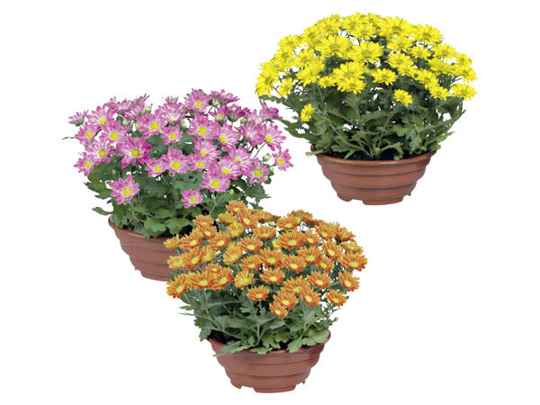 Flowering Plants