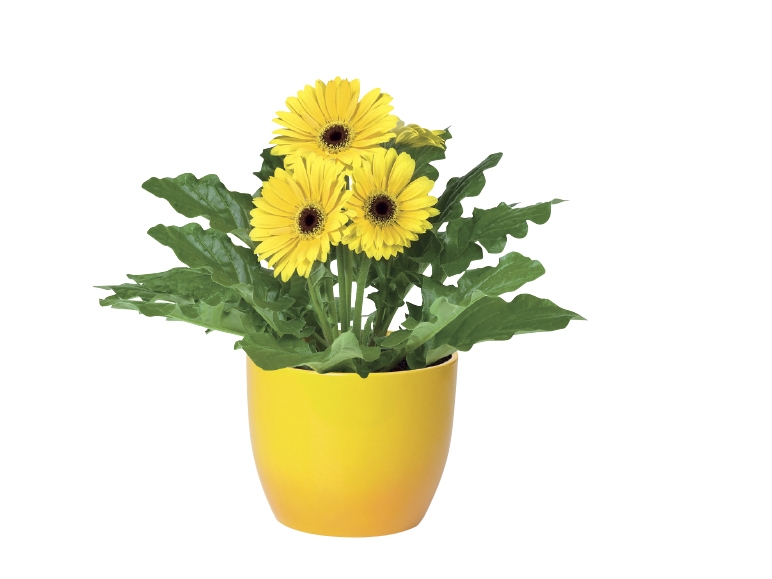 Easter Flowering Plants in Ceramic Pot