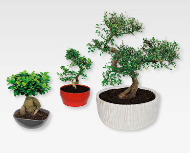 GARDENLINE(R) Bonsai