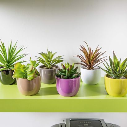 Fausse plante grasse