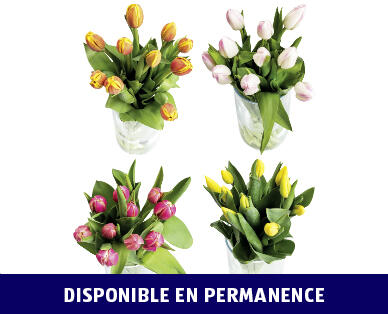 TULIPES