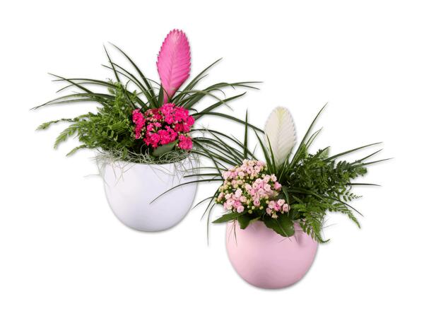 Bromelien Arrangement in Keramik