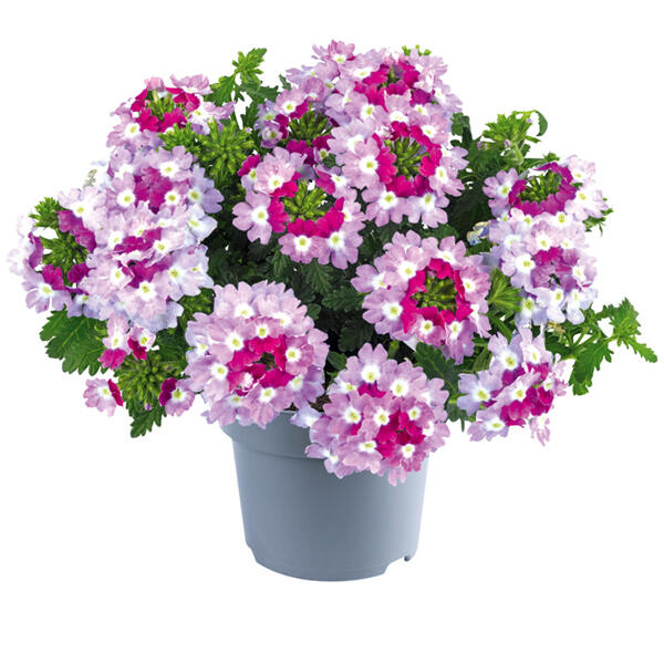 Verbene / Calibrachoa / Kaisernelke