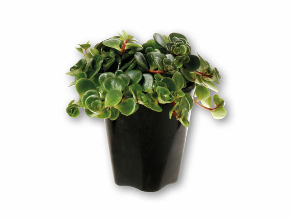 Mini grøn plante i keramikskjuler
