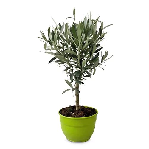 Dipladenia Busch Trio*