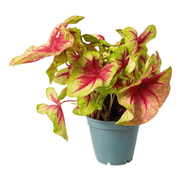 Caladium