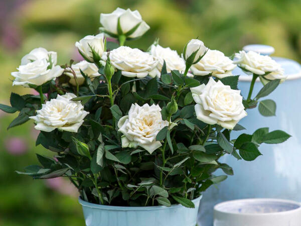 Dansk rose