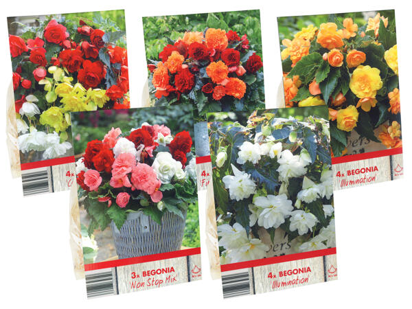 Blumenzwiebel Begonien Lidl Österreich Archiv Werbeangebote