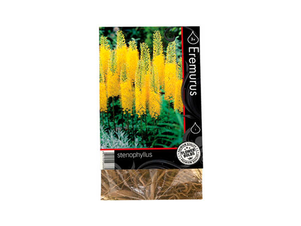 Premium Flowering Bulbs