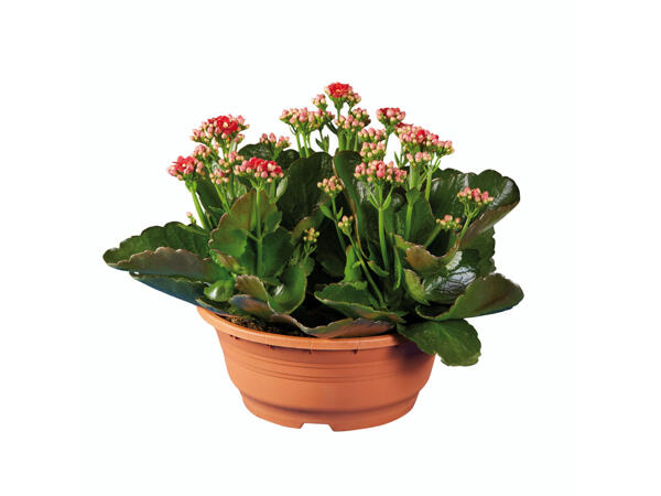 Kalanchoé en pot