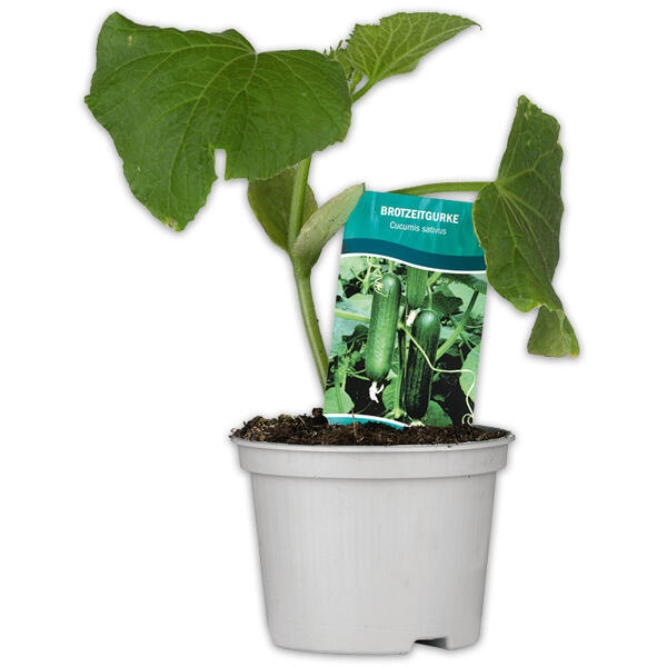 Gurkenpflanze Vielfalt Mix / Hot Peppers "Chill out"