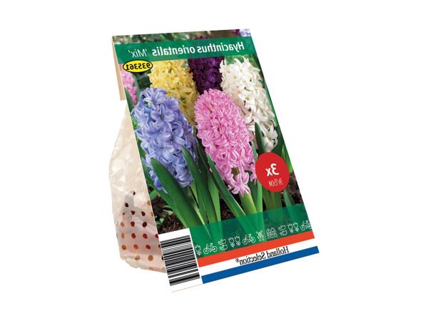 Forårsblomsterløg