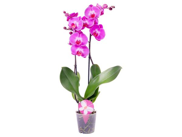 ORCHIDEJ PHALAENOPSIS PREMIUM