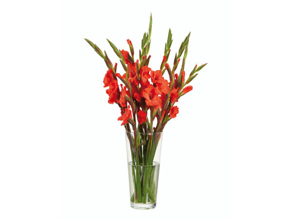 Kurze Gladiole