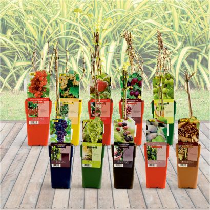 Plants fruitiers