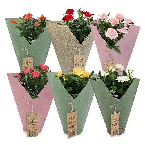Topfrose in Juteverpackung