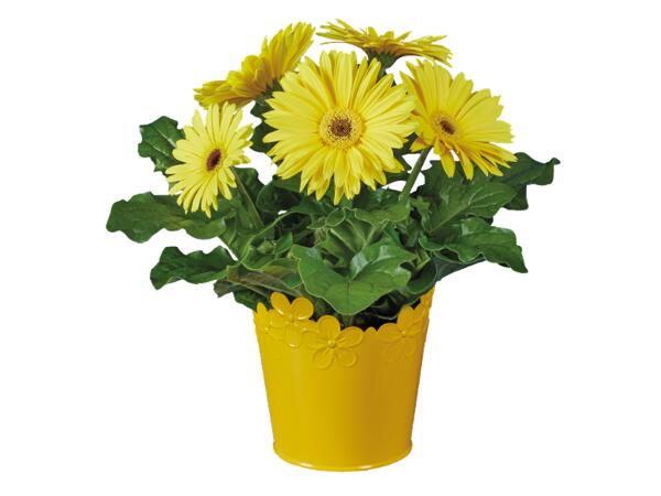 Flowering Plants