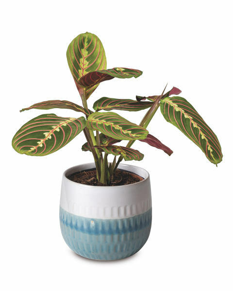 Bedroom Foliage