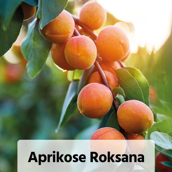 Obstbaum im Jutesack