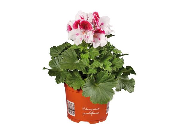 Geranium Grandiflorum