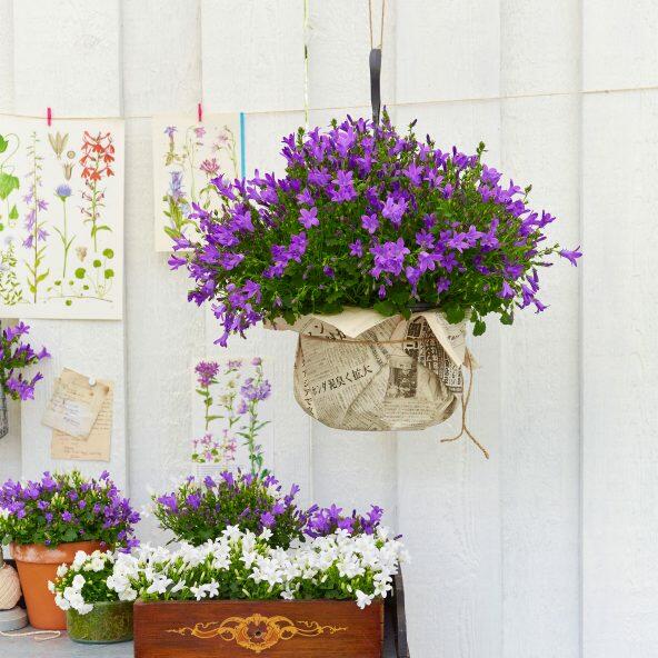 Campanula