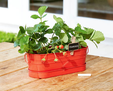 All-in-One Windowsill Garden Kit