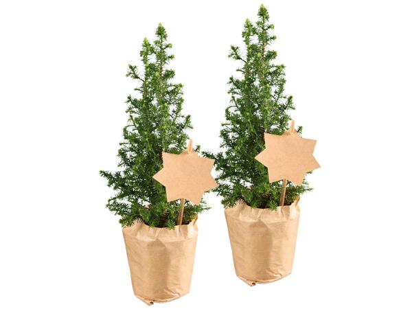 Mini Christmas tree