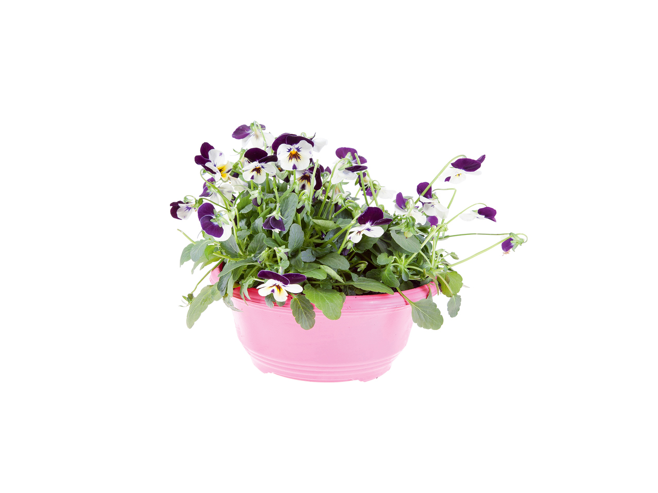 Pansy or Viola Tub 1