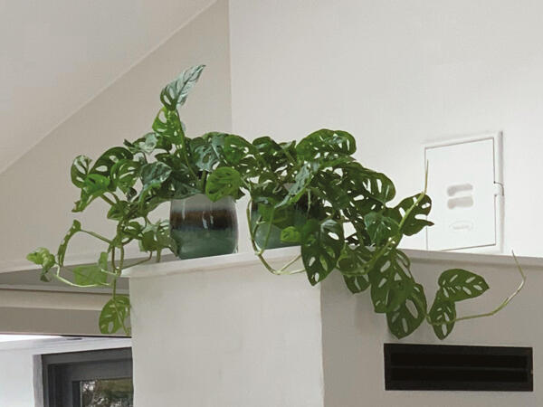 Monstera miks