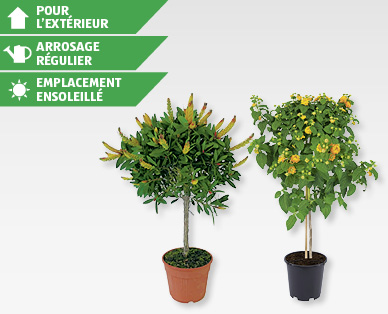Arbustes GARDENLINE(R)
