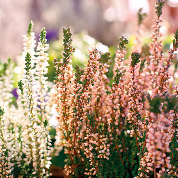 Heidekraut Calluna Twins