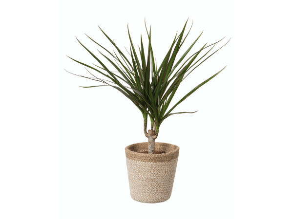 Plante verte dans un pot en jute