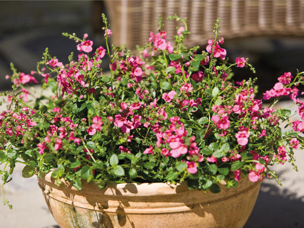 Tvillingeblomst