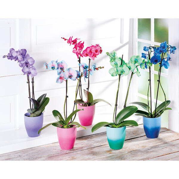 Phalaenopsis "Royal Mix"