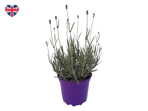 English Lavender