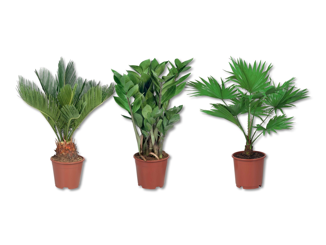 Esclusivo mix di palme