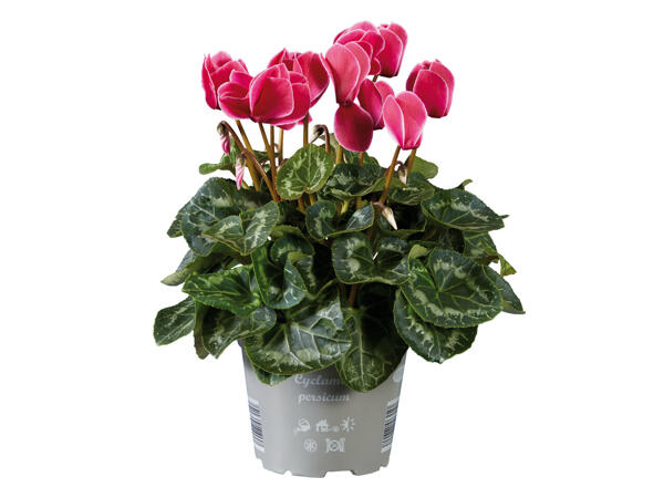Cyclamen