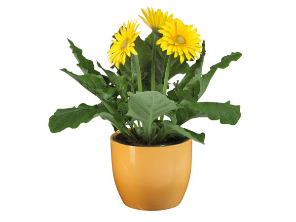 Easter Flowering Plant