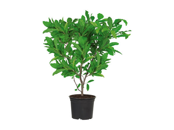 Magnolia